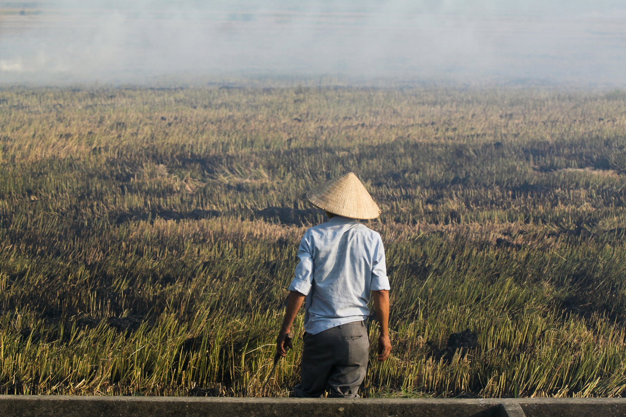 Farmer on harvested rice field